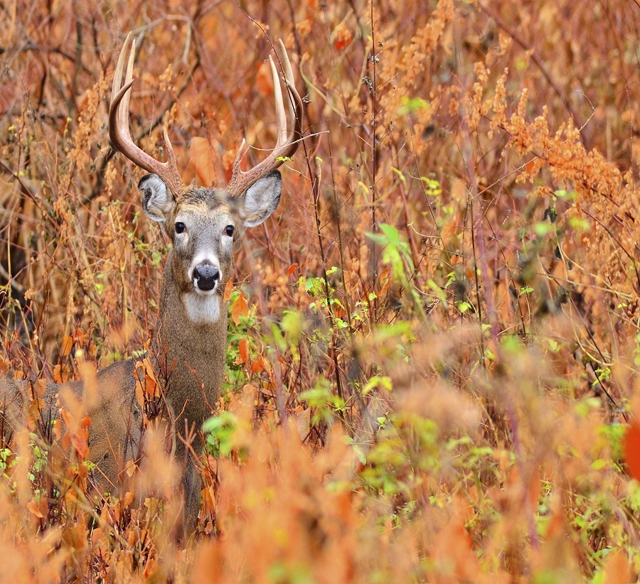 Hunting Information